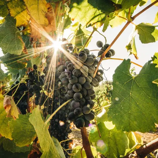 vignes terroir