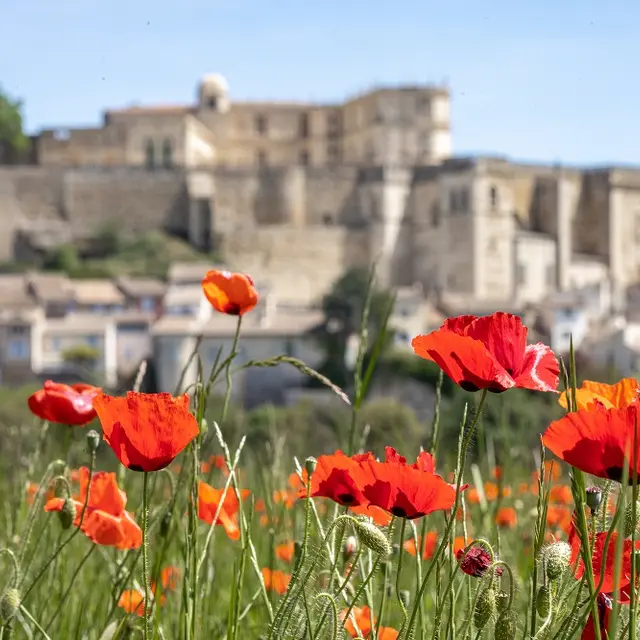 Visite guidée de Grignan (groupes)_Grignan
