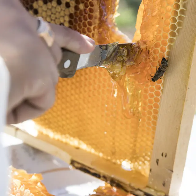 récolte du miel dans une ruche