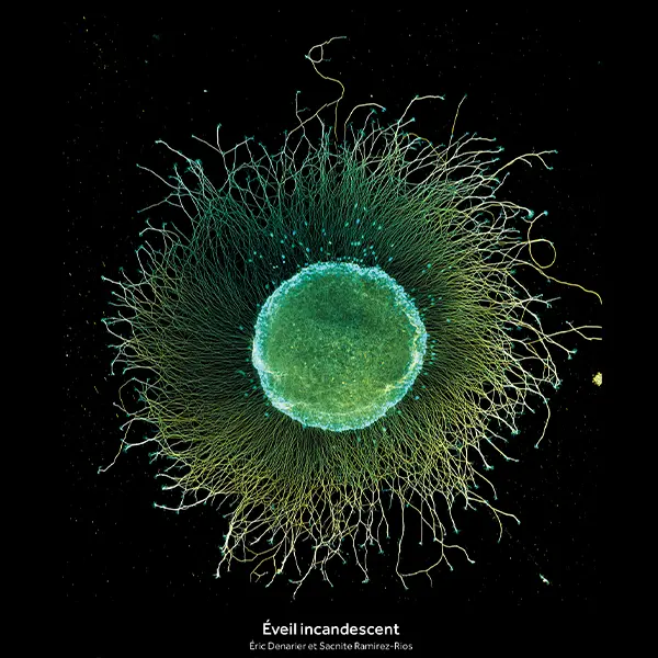 Exposition Lumières intérieures : voyage en neurosciences_Fontanil-Cornillon