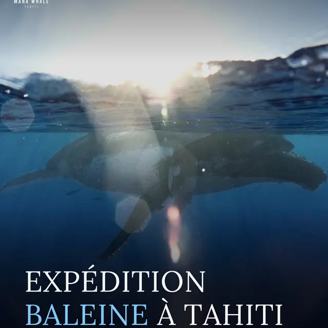 Mana Whale - Sorties baleines_Punaauia