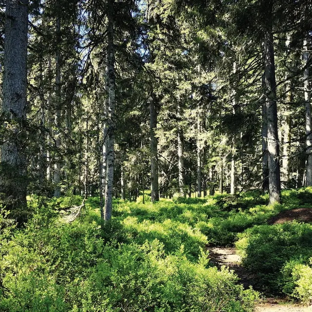 forêt