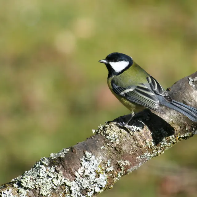 Mésange charbonnière