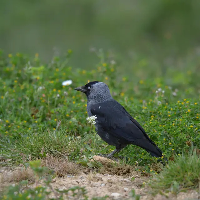 Les corvidés : une famille d'oiseaux ordinaires mais tellement extraordinaire_Gardanne