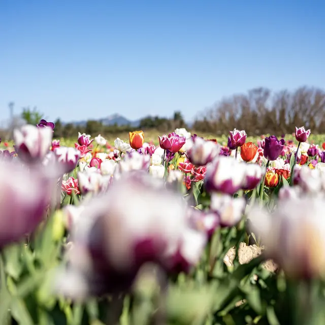 Les Tulipes de Jonquières_Jonquières