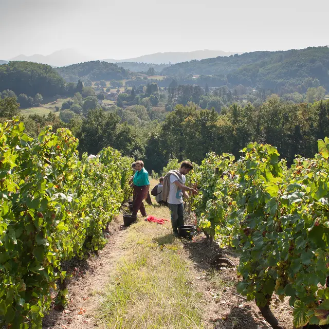 Vendanges à Andert