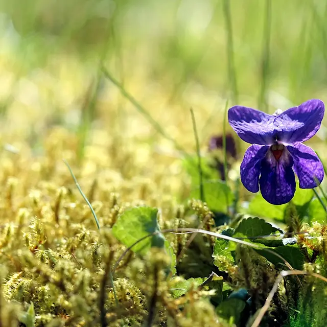 Sortie plantes sauvages et comestibles_Groslée-Saint-Benoit