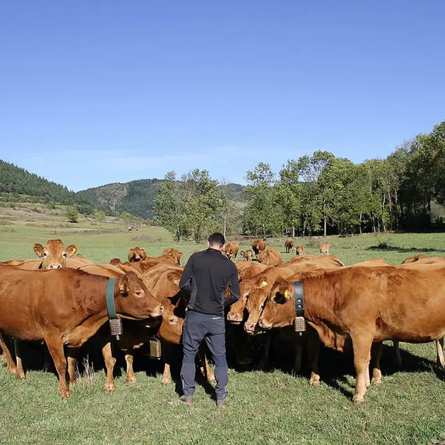 Ferme de la Cabaillère troupeau avec Pierre