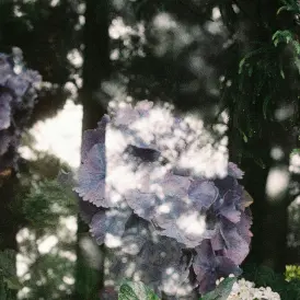 Exposition de Blandine Faure, photographies d'Autoportrait, sur la thématique du cancer, à l'occasion d'Octobre Rose._Samoëns