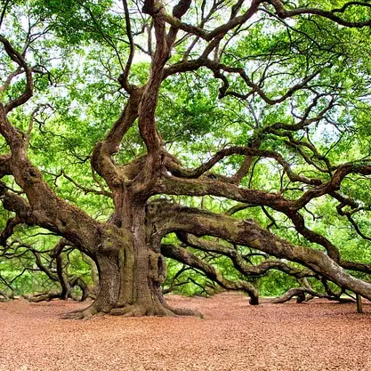 A la rencontre des arbres_Le Chambon-sur-Lignon