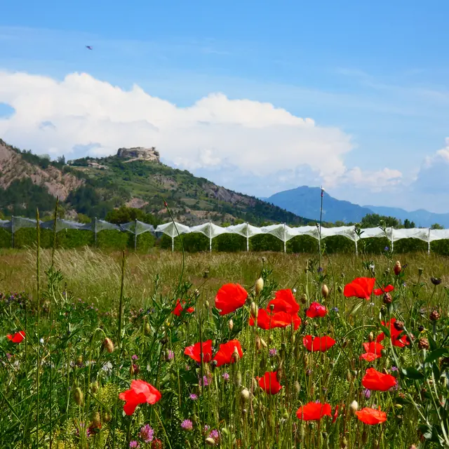 Vue le château de Mison