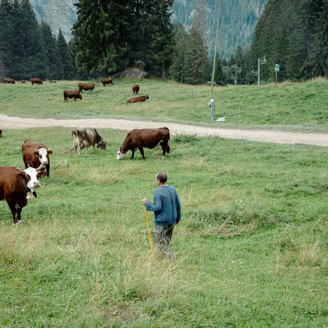 Ferme du Féto - La traite des vaches en alpage