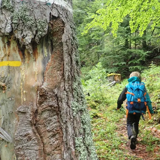 La balade des chartreux