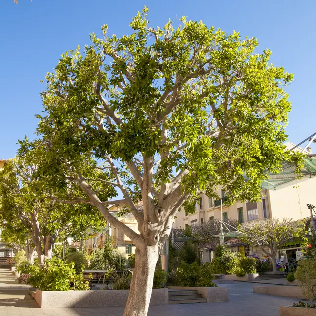 Ficus Nitida