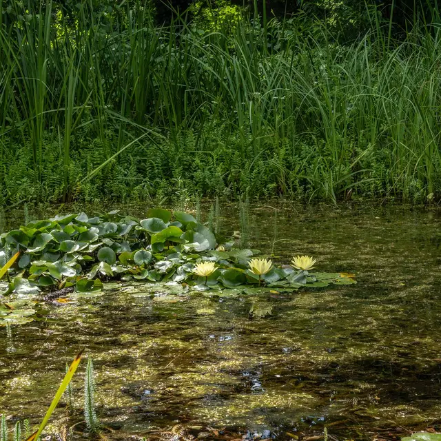 Sortie nature : découverte de la face cachée des ENM_Meylan