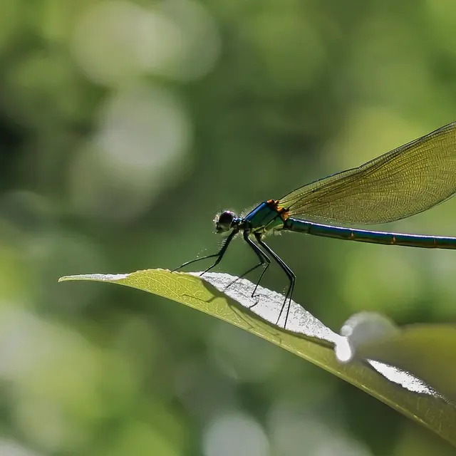 Sortie à la découverte des libellules et Cie_Murs-et-Gélignieux