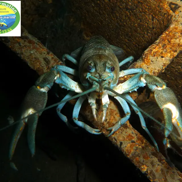 Plongée sous marine_Publier