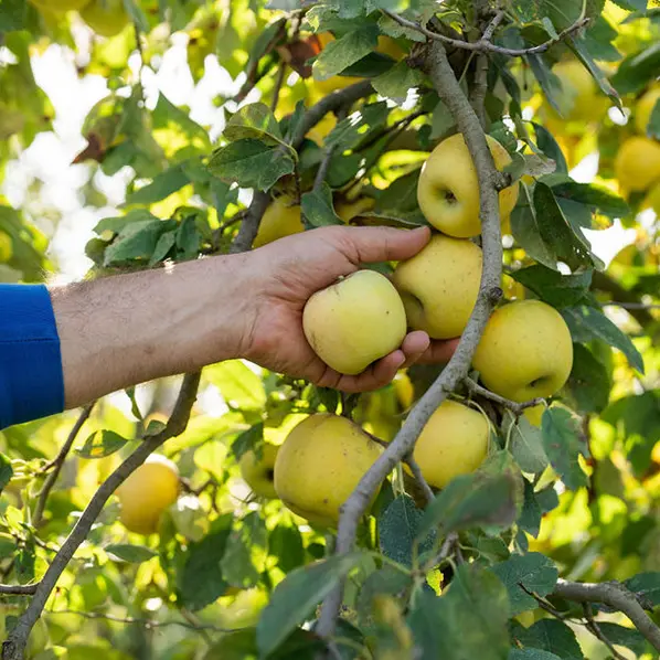 Le Marché à la Ferme - Earl Berger_Althen-des-Paluds