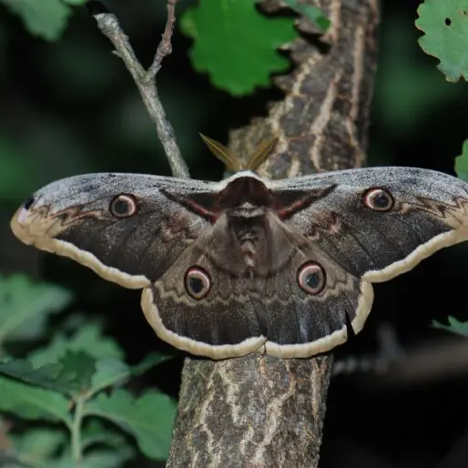 Inventaire des papillons de nuit