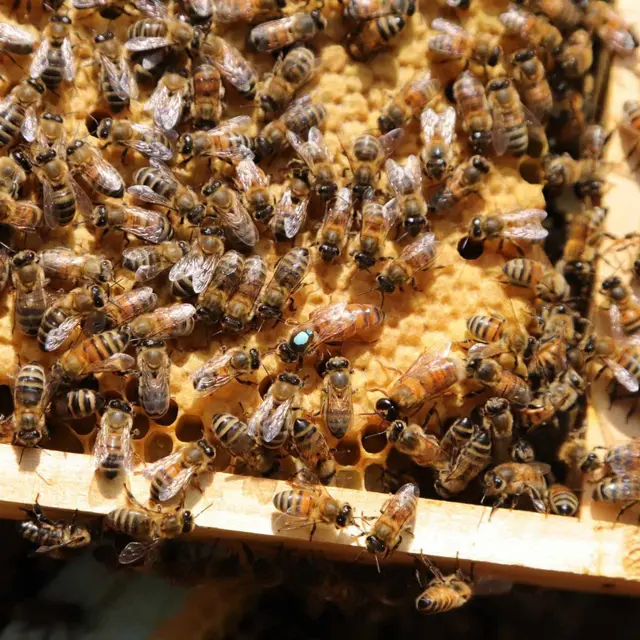 Atelier du petit apiculteur à Collobrières
