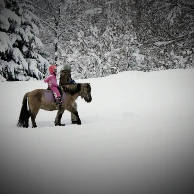 Promenade Poney Hiver