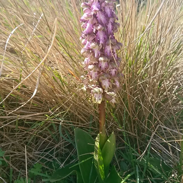 Orchidée de Provence