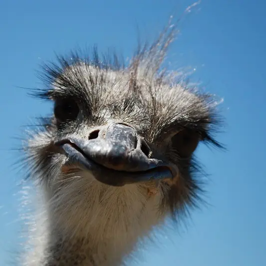 La Ferme du Col JARJAYES