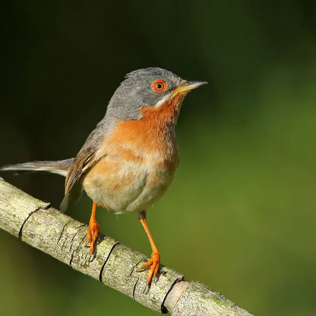 Initiation à l’ornithologie à Guillaumes