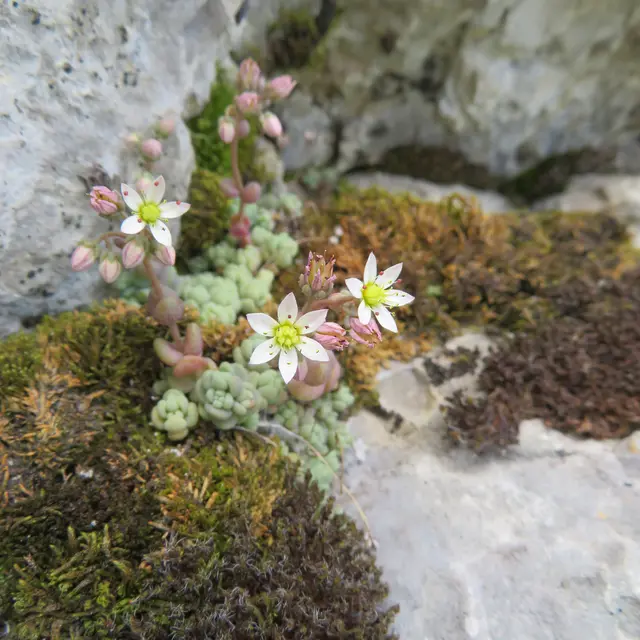 Inventaire participatif de la Flore urbaine - Saint-Ismier_Saint-Ismier