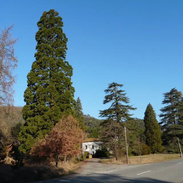Les séquoias de la Motte du Caire_La Motte-du-Caire