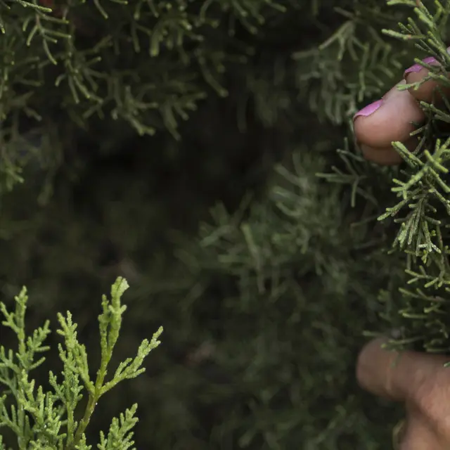 Un Noël à la montagne - Menton