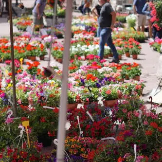 Marché aux fleurs_Val-d'Isère