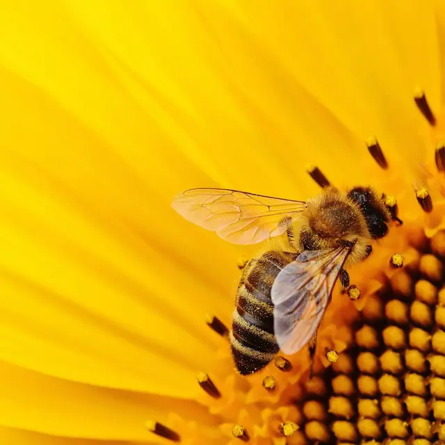 Fête de la science - L'intelligence collective des abeilles_Rumilly