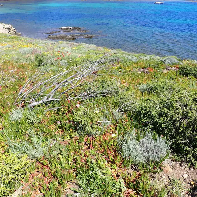 Chantier Nature : chasse aux Griffes de sorcière sur le Cap Taillat_Ramatuelle