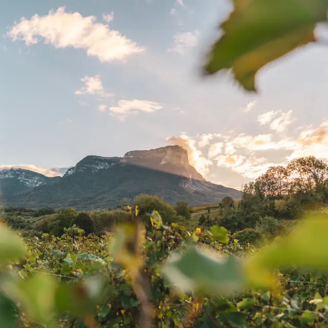 Vignobles en Scène : les journées vignobles et découvertes en Coeur de Savoie_Montmélian