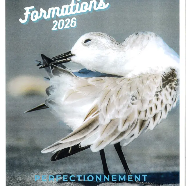 Formation Les limicoles-Perfectionnement/niveau 2_Saintes-Maries-de-la-Mer