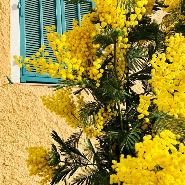 Fête du Mimosa_Biot