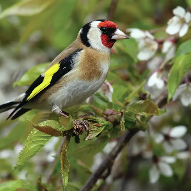 A la découverte des Oiseaux_Vichy