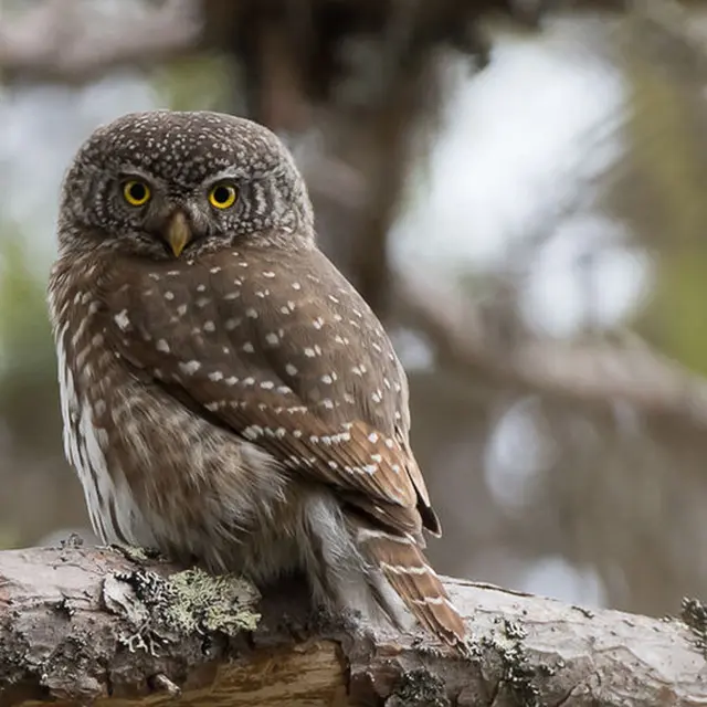 Nocturne : Chouette soirée dans les bois_Thônes