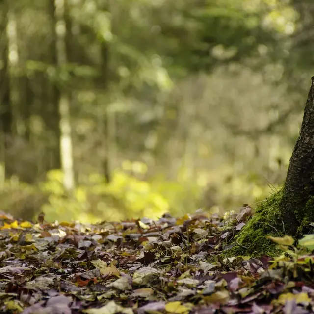Atelier Bain de Forêt_Villedieu