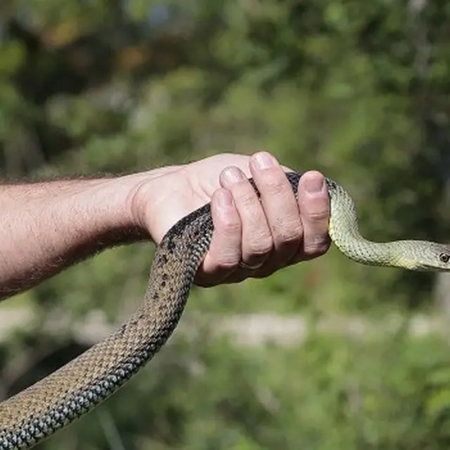 Sur la piste des serpents au Vigueirat_Arles