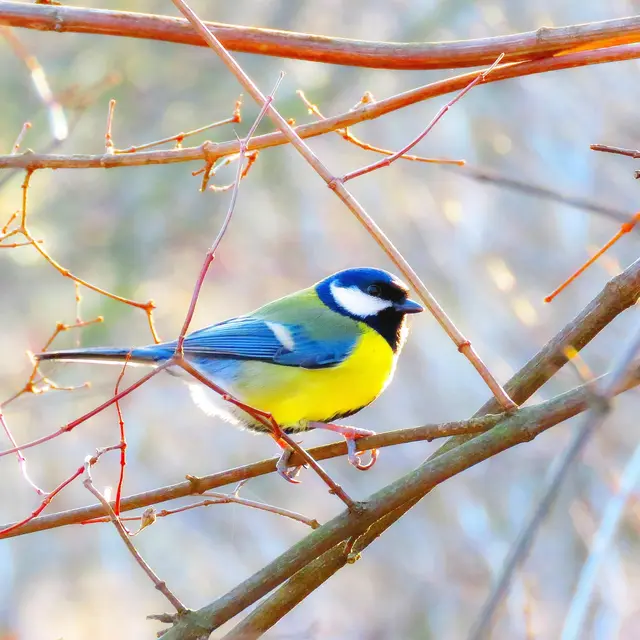 Mésanges et insectes assistants du vigneron_Entrechaux