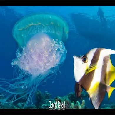 Baptême initiation plongée - Abyss Plongée_Nouméa