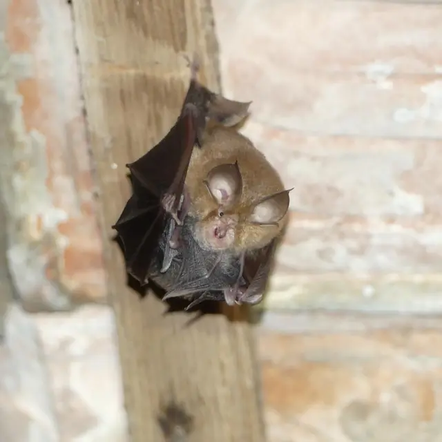 Grand Rhinolophe