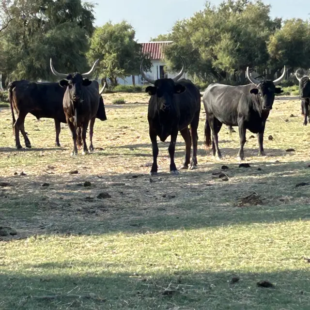 La visite de la manade Allard_Arles