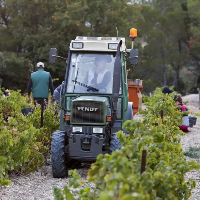 Vendanges au col du Cayron