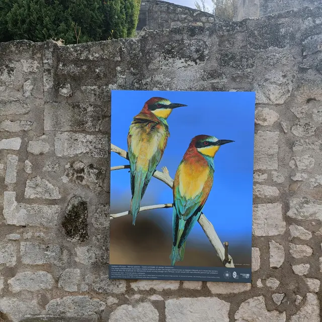 Visite guidée Les Alpilles par nature : voyage photographique au cœur de la biodiversité_Les Baux-de-Provence
