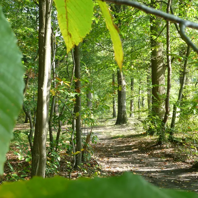 itinéraire de randonnée à pied en forêt de Marly