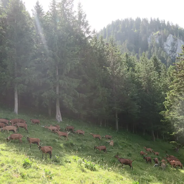 Randonnée pédestre : la Pointe de Saugeon_La Forclaz