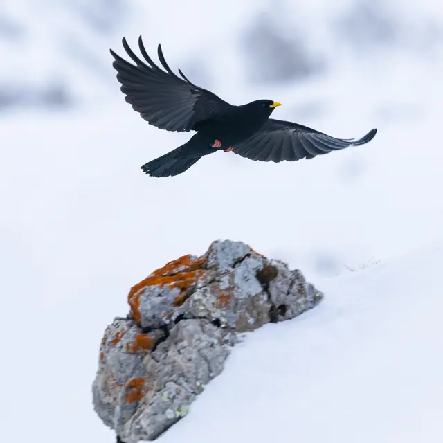 Programmation culturelle de la médiathèque : Les oiseaux se racontent_Dévoluy